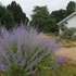 Perovskia atriplicifolia 'Blue Spire' – Sudárzsálya