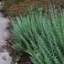 Perovskia atriplicifolia 'Blue Spire' – Sudárzsálya