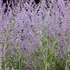 Perovskia atriplicifolia 'Silvery Blue' – Kék sudárzsálya