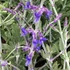 Perovskia atriplicifolia 'Little Spire' - Sudárzsálya