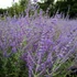 Perovskia atriplicifolia 'Little Spire' - Sudárzsálya