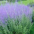 Perovskia atriplicifolia 'Little Spire' - Sudárzsálya