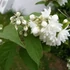 Philadelphus x virginalis 'Virginal' – Teltvirágú jezsámen