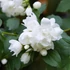 Philadelphus x virginalis 'Virginal' – Teltvirágú jezsámen