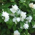 Philadelphus x virginalis 'Virginal' – Teltvirágú jezsámen