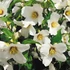 Philadelphus 'Belle Etoile' - Jezsámen