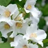 Philadelphus 'Belle Etoile' - Jezsámen