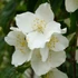 Philadelphus coronarius - Közönséges jezsámen