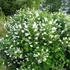 Philadelphus coronarius - Közönséges jezsámen