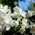 Philadelphus 'Mont Blanc' - Jezsámen