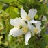 Philadelphus 'Mont Blanc' - Jezsámen