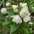 Philadelphus 'Snowbelle' - Teltvirágú jezsámen