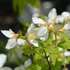 Philadelphus x virginalis 'Dame Blanche' - Jezsámen