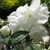 Philadelphus x virginalis 'Schneesturm' - Teltvirágú jezsámen