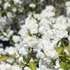 Philadelphus x virginalis 'Schneesturm' - Teltvirágú jezsámen