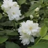 Philadelphus x virginalis 'Schneesturm' - Teltvirágú jezsámen