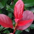 Photinia fraseri 'Camilvy' - Korallberkenye