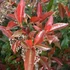 Photinia fraseri 'Camilvy' - Korallberkenye