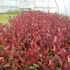 Photinia fraseri 'Camilvy' - Korallberkenye
