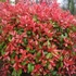 Photinia x fraeseri 'Red Robin' - Korallberkenye
