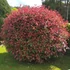 Photinia x fraeseri 'Red Robin' - Korallberkenye