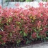 Photinia x fraeseri 'Red Robin' - Korallberkenye