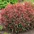 Photinia x fraseri 'Carre Rouge' - Korallberkenye