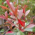 Photinia x fraseri 'Carre Rouge' - Korallberkenye