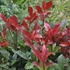 Photinia x fraseri 'Carre Rouge' - Korallberkenye