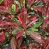 Photinia x fraseri 'Pink Marble' (syn.: 'Cassini') - Korallberkenye