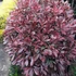 Photinia x fraseri 'Pink Marble' (syn.: 'Cassini') - Korallberkenye