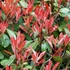 Photinia x fraseri 'Little Red Robin' - Korallberkenye