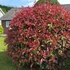 Photinia x fraseri 'Little Red Robin' - Korallberkenye