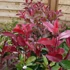 Photinia 'Red Select' - Korallberkenye