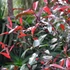 Photinia 'Red Select' - Korallberkenye