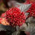 Physocarpus opulifolius 'Lady in Red' – Bangitalevelű hólyagvessző