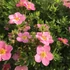 Potentilla fruticosa 'Lovely Pink'® (syn.: 'Pink Beauty') - Cserjés pimpó