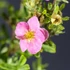 Potentilla fruticosa 'Lovely Pink'® (syn.: 'Pink Beauty') - Cserjés pimpó