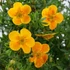 Potentilla fruticosa 'Mango Tango' - Cserjés pimpó