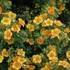 Potentilla fruticosa 'Mango Tango' - Cserjés pimpó