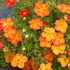 Potentilla fruticosa 'Red Ace' - Cserjés pimpó