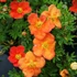 Potentilla fruticosa 'Red Ace' - Cserjés pimpó