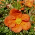 Potentilla fruticosa 'Red Ace' - Cserjés pimpó