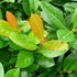 Prunus laurocerasus 'Antonius' - Babérmeggy