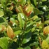 Prunus laurocerasus 'Antonius' - Babérmeggy