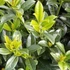 Prunus laurocerasus 'Baumgartner' - Babérmeggy