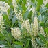 Prunus laurocerasus 'Caucasica' - Babérmeggy