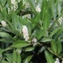 Prunus laurocerasus 'Caucasica' - Babérmeggy