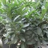 Prunus laurocerasus 'Cippora' - Babérmeggy