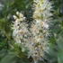 Prunus laurocerasus 'Cippora' - Babérmeggy